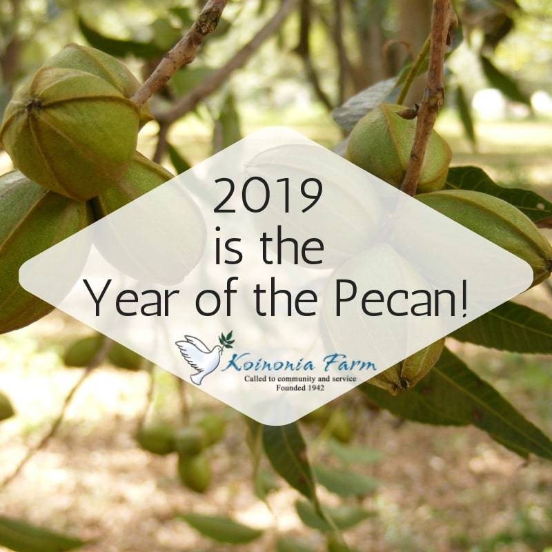 2019 is the Year of the Pecan at Koinonia Farm