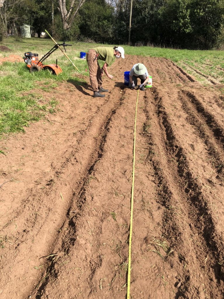 Measuring rows for potatoes