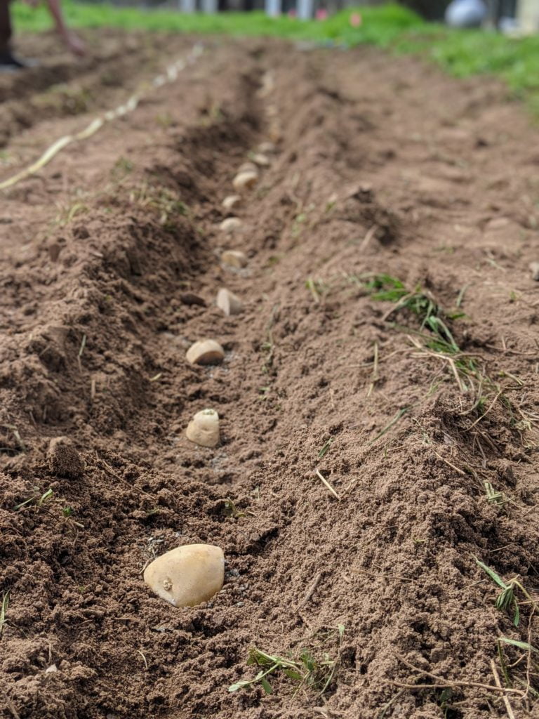 potatoes planted in the ground