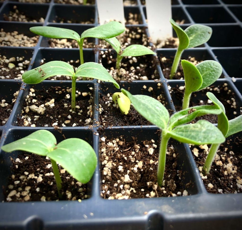 Squash plants in the greenhouse