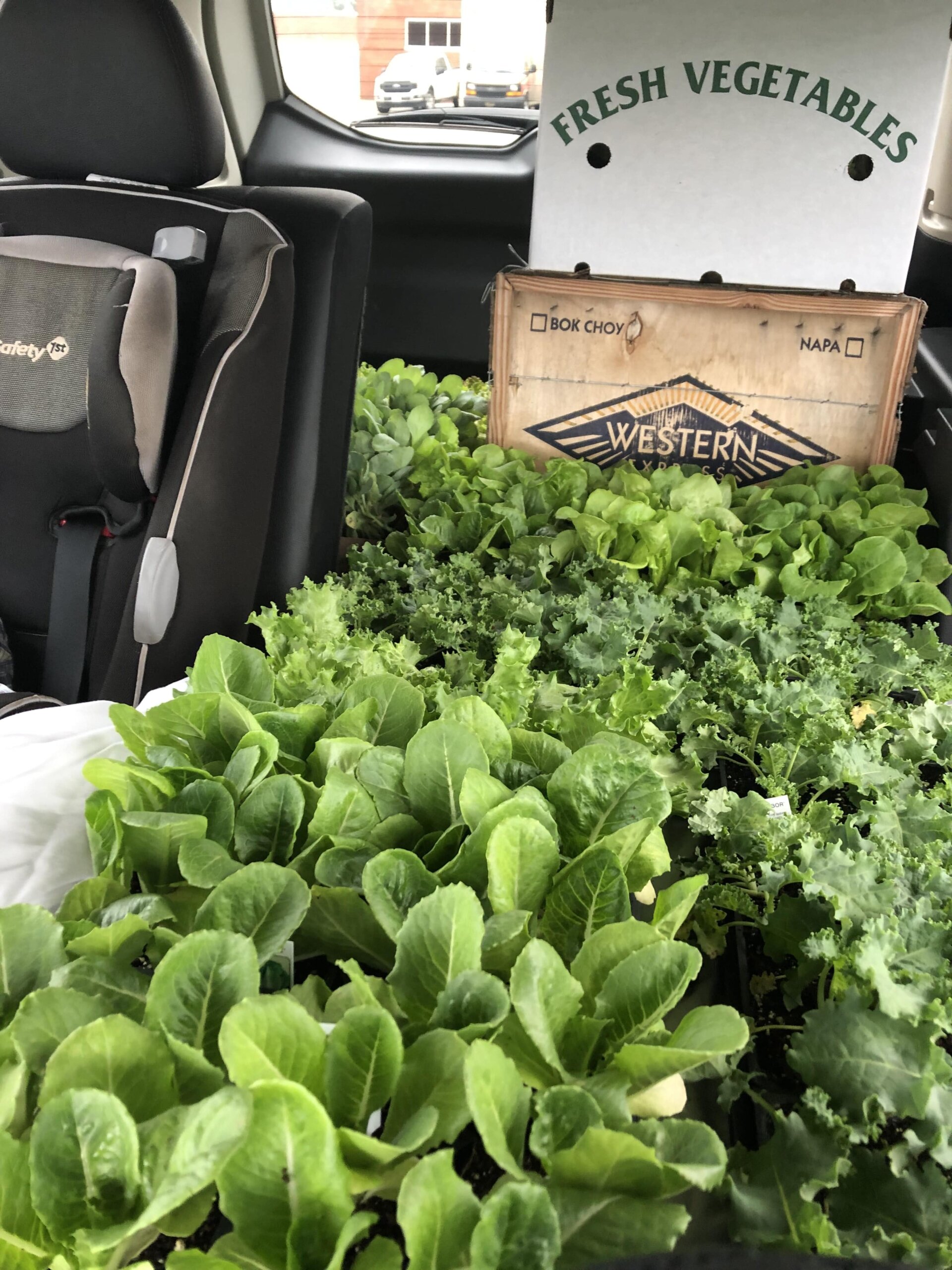 Trays of green plants in the back of a car