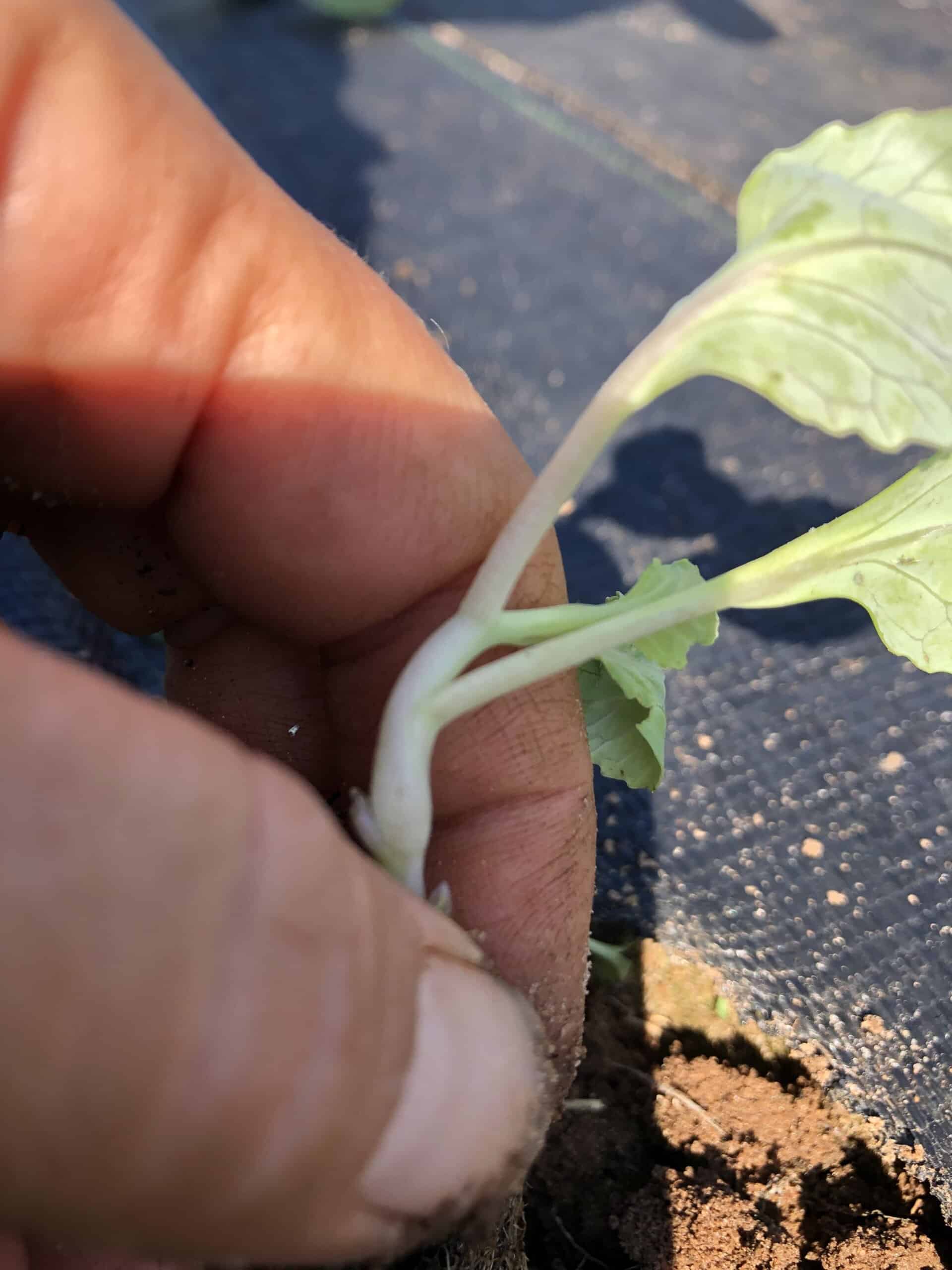 Up close fingers holding a cabbage transplant