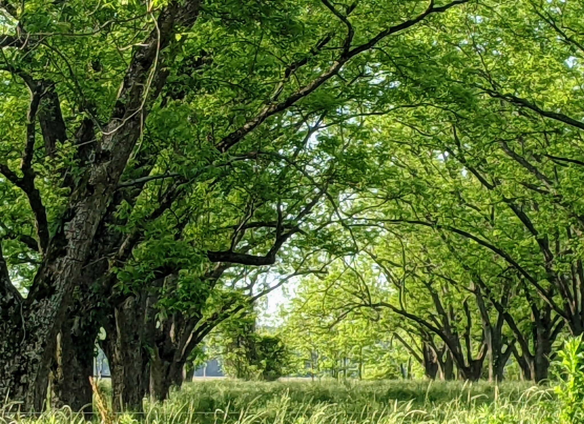 green pecan orchard