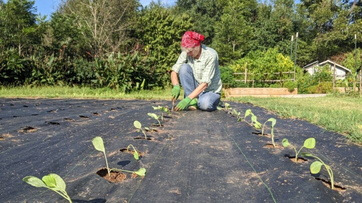 Woman in a red bandana planting green transplants