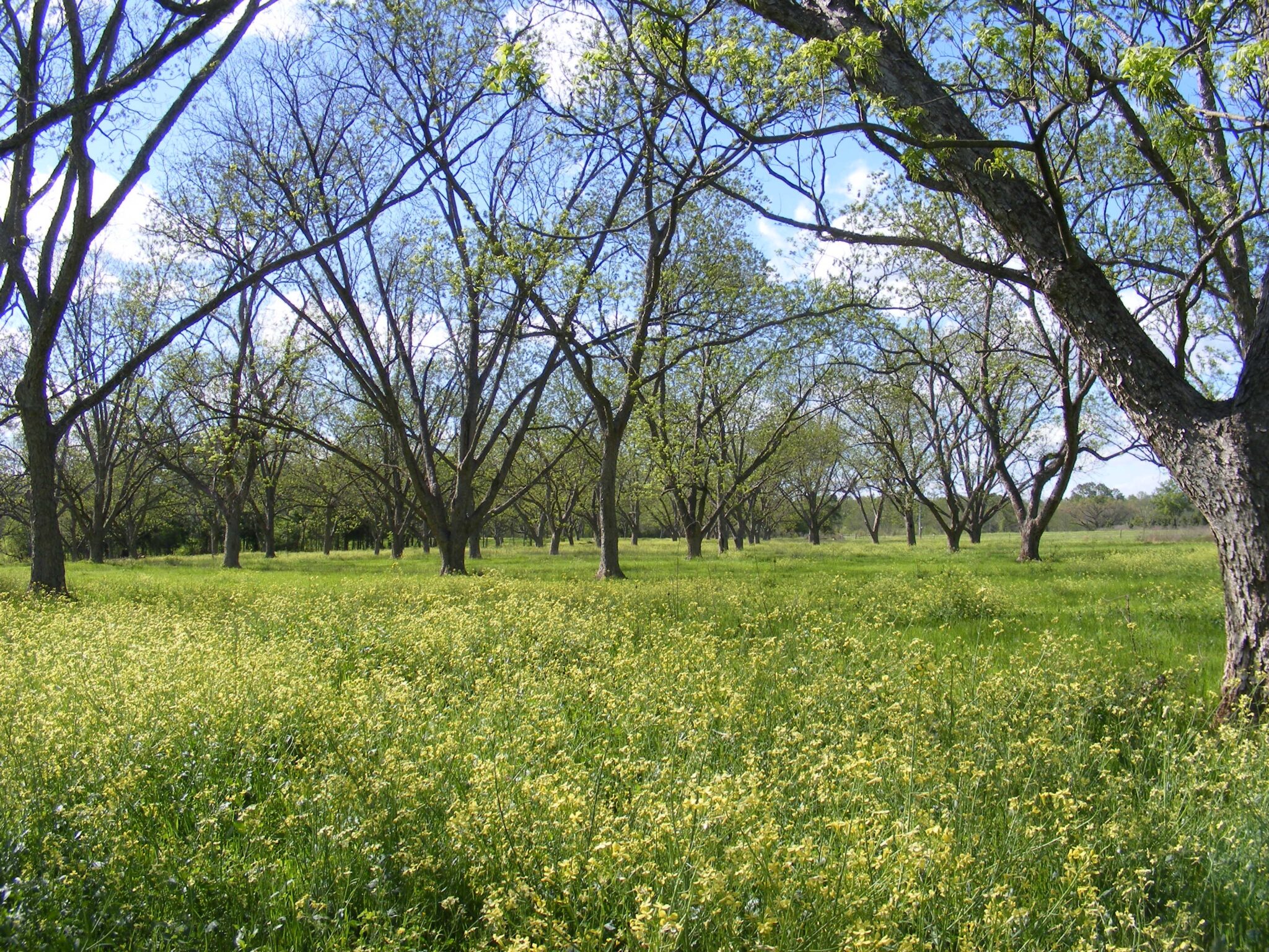 Green grass, yellow flowers, blue sky, pecan trees